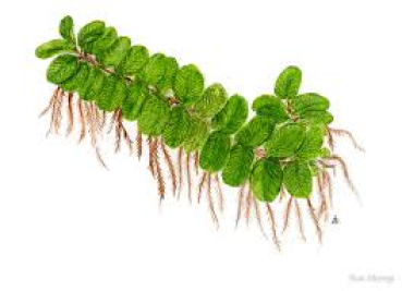 Salvinia natans